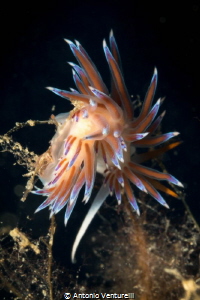 Nudibranch ( Cratena Peregrina) in the Mediterranean Sea.... by Antonio Venturelli 